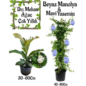 Kokulu Manolya Ağacı 1 Adet Saksılı+Mavi Yasemin 1 Adet Saksılı Bahçe Seti