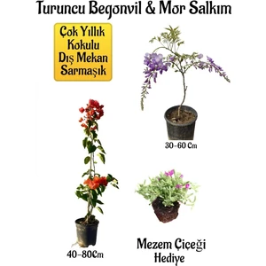Turuncu Begonvil Çiçeği+Mor Salkım Ağacı Fidanı Mezem Çiçeği Hediyeli Bahçe Peyzaj Seti