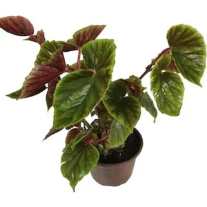 Yağlı Begonya (20 50 cm)1 Adet Saksılı Bahçe Balkon Bitkisi