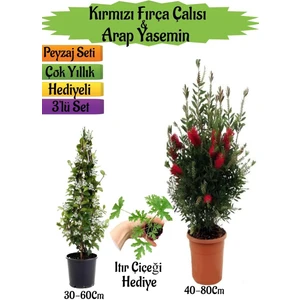 Kırmızı Fırça Çalısı+Kokulu Arap Yasemini+Itır Çiçeği Hediyeli Peyzaj Seti