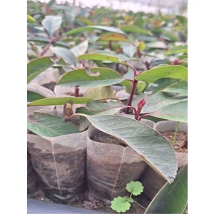 Alev Çalısı Fidanı (10-20 cm)5 Adet Tüplü Dış Mekan Bitkisi