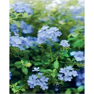 Mavi Yasemin Çiçeği Sarmaşık 50-70 cm 1 Adet Saksılı Dış Mekan Sarmaşık Bitki