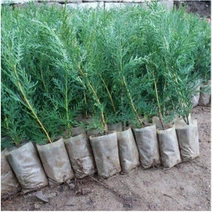 Videolu Mis Kokulu 35 Adet Leylandi Çamı Fidesi 15-35 cm Saksılıtüplü (Leyland Cypress Sapling)