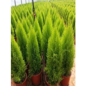 Videolu Limon Selvi Çamı Fidanı 1 Adet 60-120 cm Saksılı (Lemon Cypress)