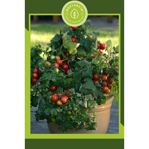 Bodur Cherry Domates Tohumu (30 Adet)
