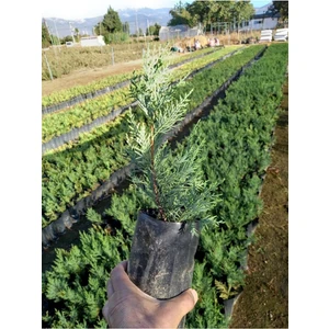 Leylandi Fidanı, 10 Adet Torbada 30 cm Üzeri