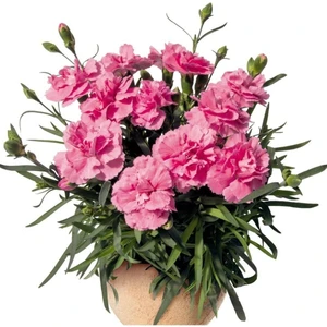 Videolu Kokulu Pembe Renk Karanfil Çiçeği Fidanı 15-30 cm Tüplü Dış Mekan Ağaçlar Pink Carnation