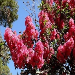 Kırmızı Oya Çiçeği Fidanı 80 cm