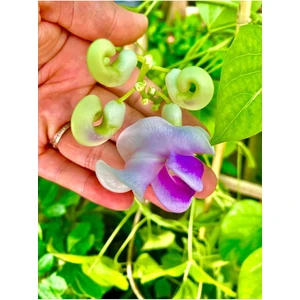 Videolu Kokulu Izmir Sarmaşığı Selluka Çiçeği Fidesi 1 Adet Saksılı/ Tüplü 40-70 cm (Vigna Caracalla)