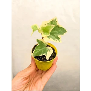 Garden Box Videolu Mini Beyaz Alacalı Hedera Helix Sarmaşığı 15-25 cm Saksıda Dış Mekan Sarmaşık (Hedera Helix)