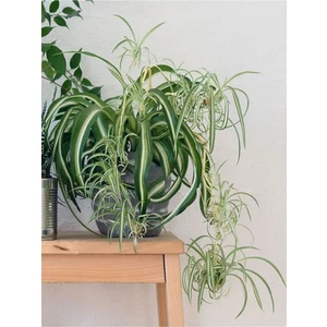 Garden Box Kurdele Çiçeği Büyük Bol Köklü İç Mekan Bitkisi (Chlorophytum Comosum) 30-50 cm