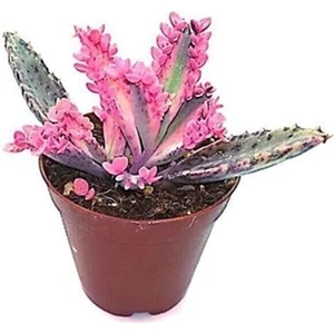 Aşkın Gözyaşı Pembe