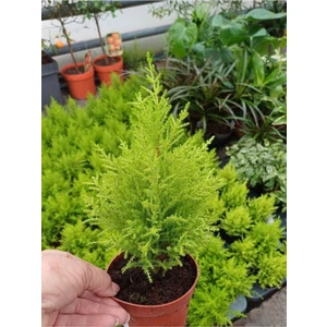 Garden Box Kokulu Limoni Servi Fidanı Sarı Renk 10 Adet Tüplü Çit Ağacı Fidanı