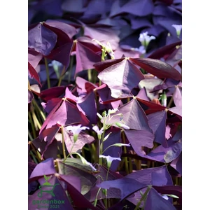 Mor Yonca Çiçeği Süs Yoncası 1 Adet 15-25 cm (Oxalis Triangularis)