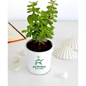 Yeşim Para Çiçeği 1 Adet Dekoratif Canlı Bitki 10-15 cm(CRASSULA)
