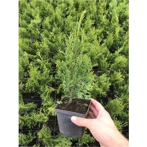 Leylandi Çam Fidanı 10-25 cm 30 Adet Tüplü Bahçe Bitkisi (Cupressus Leylandii)