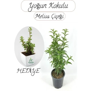 Cestrum Nocturnum Melisa Parfüm Çiçeği 1 Adet Saksılı 30-50 cm