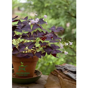 Garden Box Hoş Görünümlü Uyku Çiçeği Süs Yoncası 1 Adet Saksılı 20-30 cm (Oxalis Triangularis)