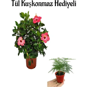 Kadınlar Gününe Özel Pembe Renk Japon Gülü Çiçeği Tül Kuşkonmaz Hediyeli