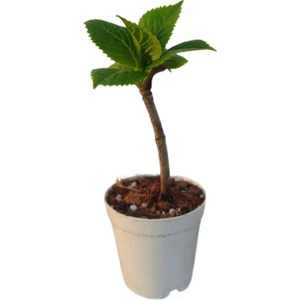 Mini Ortanca Çiçeği (5-10 cm)1 Adet Saksılı