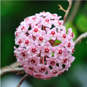 Mum Çiçeği Açık Pembe 20-25 cm Ev Salon Bitkisi Hoya Carnosa