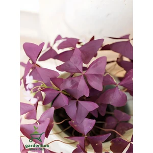 Uyku Çiçeği Süs Yoncası Oxalis Triangularis 1 Adet 20-30 cm