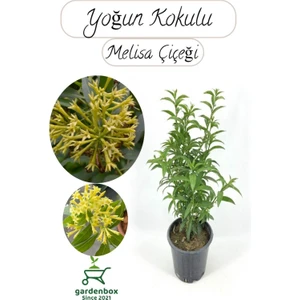 Melisa Parfüm Çiçeği 30-50 cm 1 Adet (Cestrum Nocturnum)