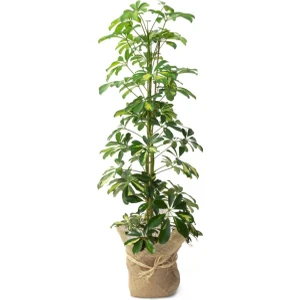 Videolu Çift Dal Alacalı Şeflera Çiçeği 40-80 cm Saksılı İç Mekan Bitkileri (Schefflera)