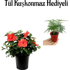 Kadınlar Gününe Özel Kırmızı Renk Japon Gülü Çiçeği Tül Kuşkonmaz Hediyeli