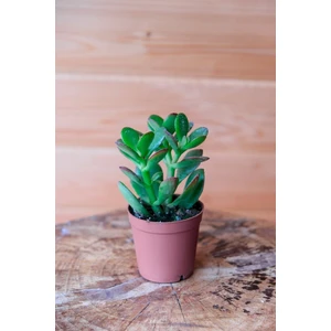 1 Adet Para Çiçeği Crassula Ovata Yeşil-Kırmızı Renkli Kökleri Olgunlaşmış Canlı