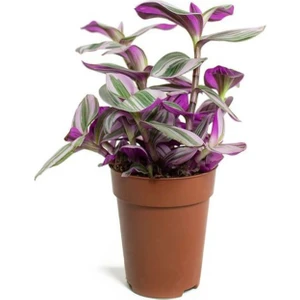 Videolu Pembe Telgraf Çiçeği 1 Adet Saksılı 10-15 cm Salon Teras Bitkisi (Tradescantia Nanouk)