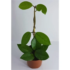 Garden Box Mum Çiçeği Hoya Carnosa 20-40Cm Kokulu Çiçekleri Pembe Beyaz Renkli İç Mekan