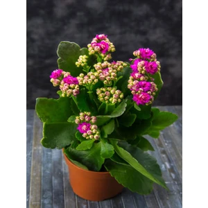 Videolu Pembe Kalanşo Çiçeği 1 Adet Saksılı 15-25 cm Salon Balkon Bitkisi (Purple Kalanchoe)