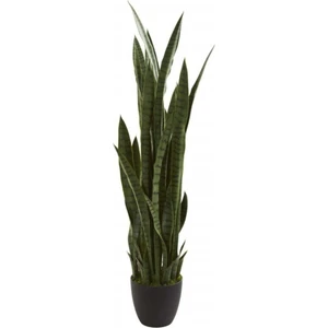Kılıç Çiçeği Paşa Kılıcı 40-60 cm Peygamber Kılıcı Ev Bitkisi Ofis Bitkisi Salon Bitkisi 3 Köklüdür