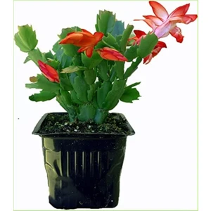 Yılbaşı Çiçeği