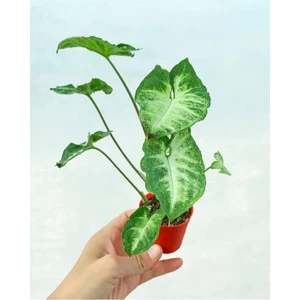 Videolu Melek Kanadı 1 Adet Saksılı 10-20 cm İç Mekan Bitkisi (Syngonium Pixie)