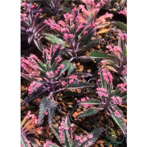 Aşkın Gözyaşı Özel Tür Hediyelik Çiçek 1 Adet 15-20 cm