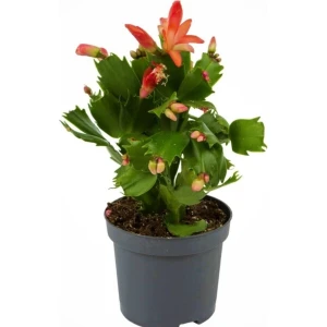 Yılbaşı Çiçeği,yılbaşı Kaktüsü,kırmızı Renk 7 cm Saksıda.