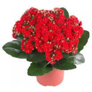 Kalanşo Çiçeği Kalanchoe Çiçeği Bitki Ev Ofis Bitkisi Kırmızı 20-25 cm