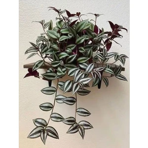 Videolu Telgraf Çiçeği Mor Yeşil Renkli 1 Adet Saksılı 10-20 cm İç Mekan Salon Ev Bitkisi