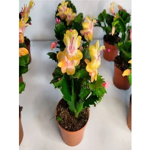 Videolu Sarı Yılbaşı Çiçeği Fidanı 1 Adet Saksılı 10-20 cm İç Mekan Bitkisi (Yellow Rhipsalidopsis)