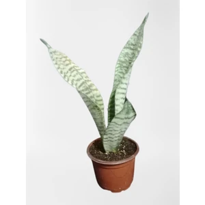 Garden Box Mini Paşa Kılıcı Sansevieria [30-40 cm]