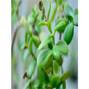 Yeşim (Para) Çiçeği (20-40 cm) 5.5 Saksıda İç Mekan Bitkisi Balkon Bitkisi