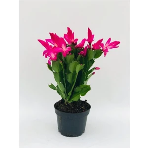 Yılbaşı Çiçeği