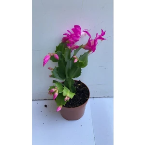 İthal Yılbaşı Çiçeği