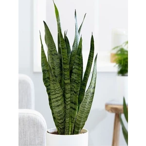 Yeşil Kılıç Çiçeği Bol Köklü 40-60 cm İç Mekan Bitkisi (Hava Temizleyen Bitki)