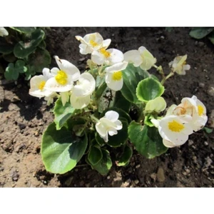 Beyaz Begonya Çiçeği 30 cm Saksılı