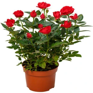 Videolu Yediveren Kırmızı Minyatür Gül Fidanı 1 Adet Saksılı/ Tüplü İç-Dış Mekan Bitkisi (Red Rose)