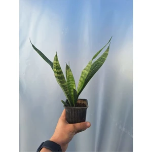Videolu Paşa Kılıcı Peygamber Kılıcı Bitkisi 1 Adet Saksılı 15-30 cm İç Mekan Bitkisi (Sansevieria)