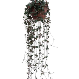 Kalp Kalbe Karşı Çiçeği - Ceropegia Woodii